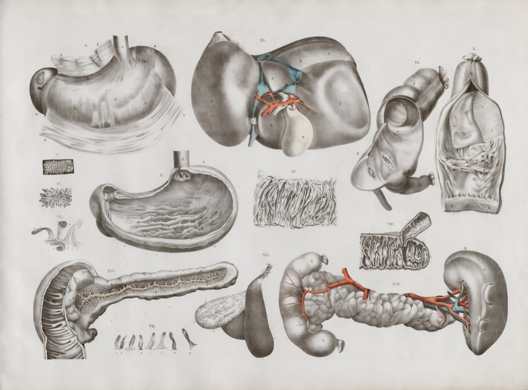 Liver function article